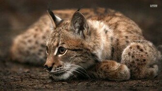 Fonds D Cran Lynx