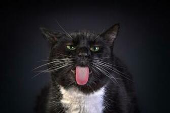 Desktop Wallpaper Cats Funny Black Tongue Whiskers Animal