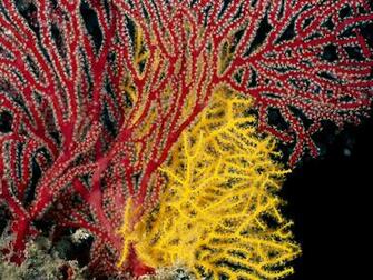 Aaaaaaaaafe Tr Afwv Kys S1600 Coral Wallpaper Jpg