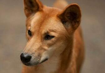 Dingo Wallpaper Background