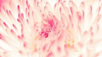 Daisy Flower Mac Wallpaper