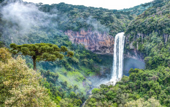 Majestic Rainforest Valley Wallpaper