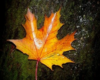 Autumn Scenes Wallpaper Desktop With Resolutions Pixel