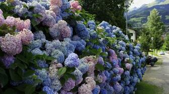Lilac Bushes