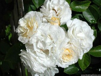 Desktop Wallpaper Flowers Gardens Background White Roses