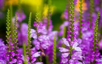 Flower Nature Garden Macro Green Leaf HD UltraHD 4k Wallpaper