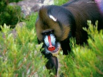 Male Mandrill Congo Wallpaper Animal Background