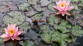 Water Lilies Or Nymphaeaceae Barbaras HD Wallpaper