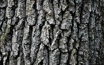 Wallpaper Grey Tree Bark HD