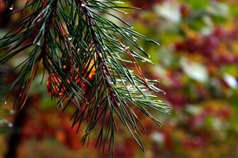 Fall Pine Tree Autumn Colors Background Forest Foliage