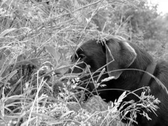Chocolate Lab Photos Desktop Background Wallpaper