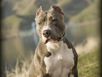 Pit Bull Dogs Wallpaper