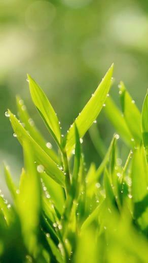 Morning Leafy HD Spring iPhone Wallpaper