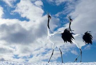Wallpaper Bird Cloud Snow Red Crowned Crane Japanese