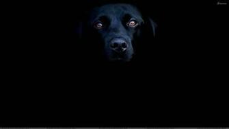 Black Labrador Face Closeup On Background Wallpaper