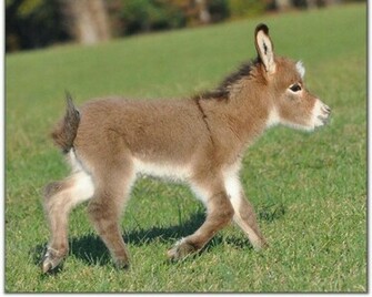 Donkey Wallpaper Animals Library