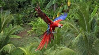 Tags Bird Pics Parrot The Scarlet Macaw Ara Macao Is A Large