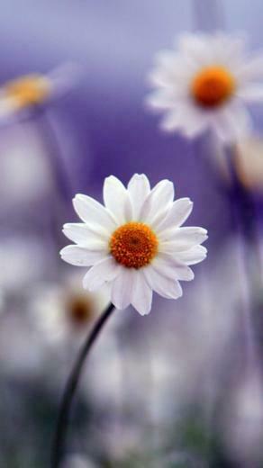 White Daisies Wallpaper iPhone
