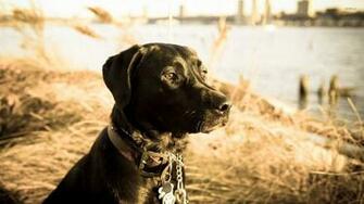Black Labrador Retriever Wallpaper Animal