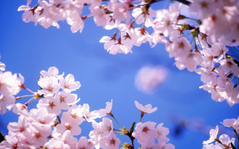 Flowers Cherry Blossom Wallpaper