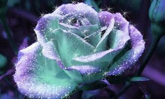 Blue Glitter Rose Wallpaper