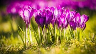 Crocus Flower With Grass Spring Wallpaper