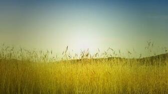 Summer Field Wallpaper