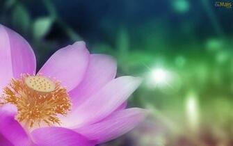 Flor De Lotus Papel Parede Wallpaper