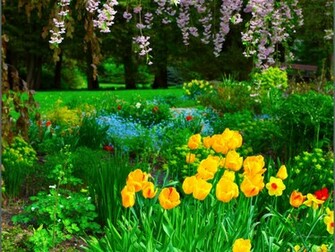 Spring Crocuses Wallpaper Size Home