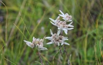 Wallpaper White Flowers Edelweiss Image For Desktop Section