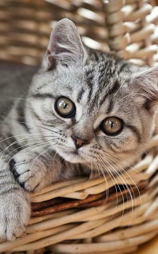 Kittens Live Wallpaper Android Apps And Tests Androidpit