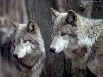 Wolves Wolf