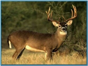 Mule Deer Screensaver