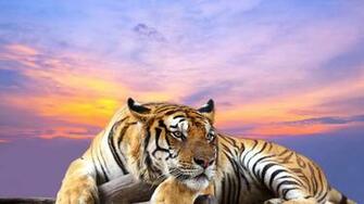 Cute Tiger 4k Ultra HD Wallpaper