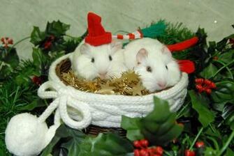 Wallpaper Guinea Pigs Dragonfly Animal Car Pictures