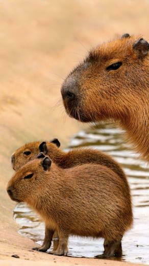 Capybara iPhone Wallpaper Background X Take A