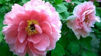 Pink Peony Flower Beautiful Wallpaper HD Background