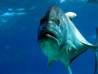 Giant Trevally Hawaiian Ulua