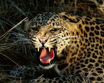 Wallpaper Big Cats Animals In Jpg Format For