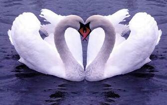 Swan Wallpaper You Are Ing The Named It