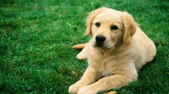Dog Wallpaper Picture