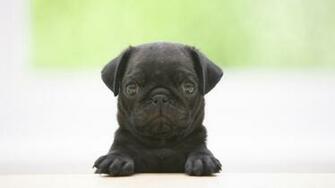 Pug Puppies Wallpaper HD Hivewallpaper