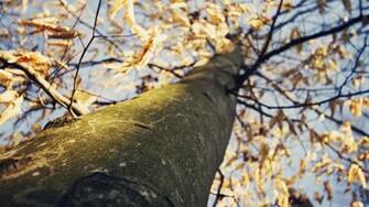 Autumn Fall HD Wallpaper 4k