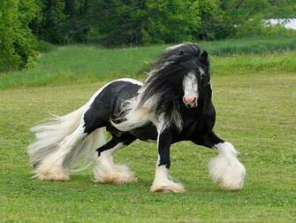 Beautiful Wallpaper Black Horse