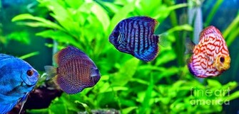 Discus Fish Photos Wallpaper The Fun Bank