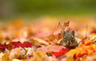 Wallpaper Autumn Leaves Nature Protein Image For Desktop