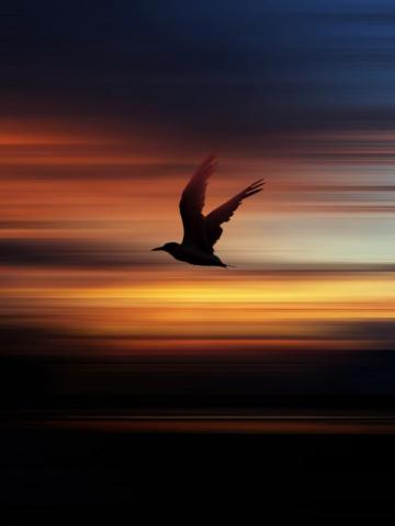 Birds Sunset Pictures Image