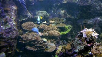 Aquatic Background By Alp Stock