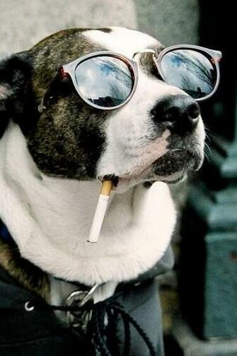 Cool Dog iPhone Wallpaper HD