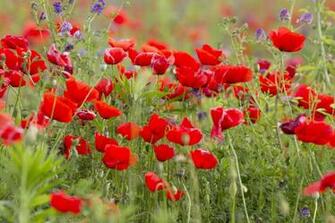 Poppy Computer Wallpaper Desktop Background Id